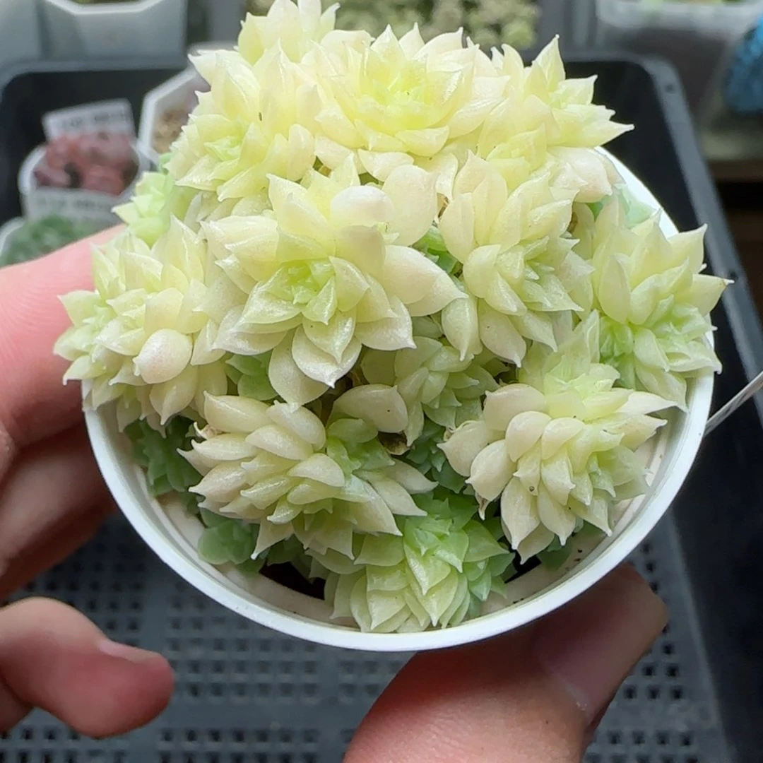 HY0823-120珠光麦秆
