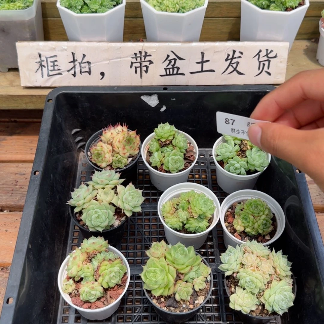 框拍框拍0819-87
