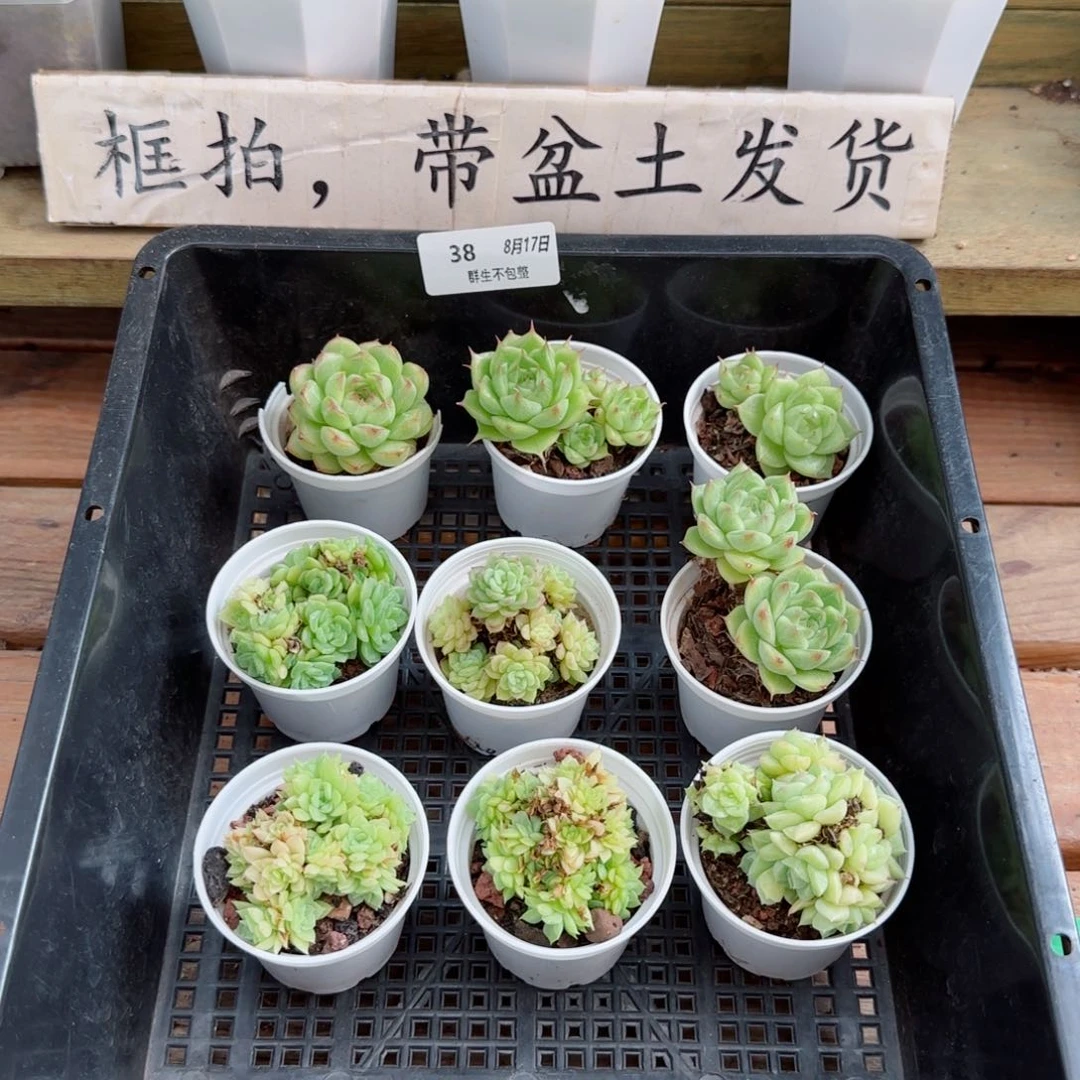 框拍框拍0817-38