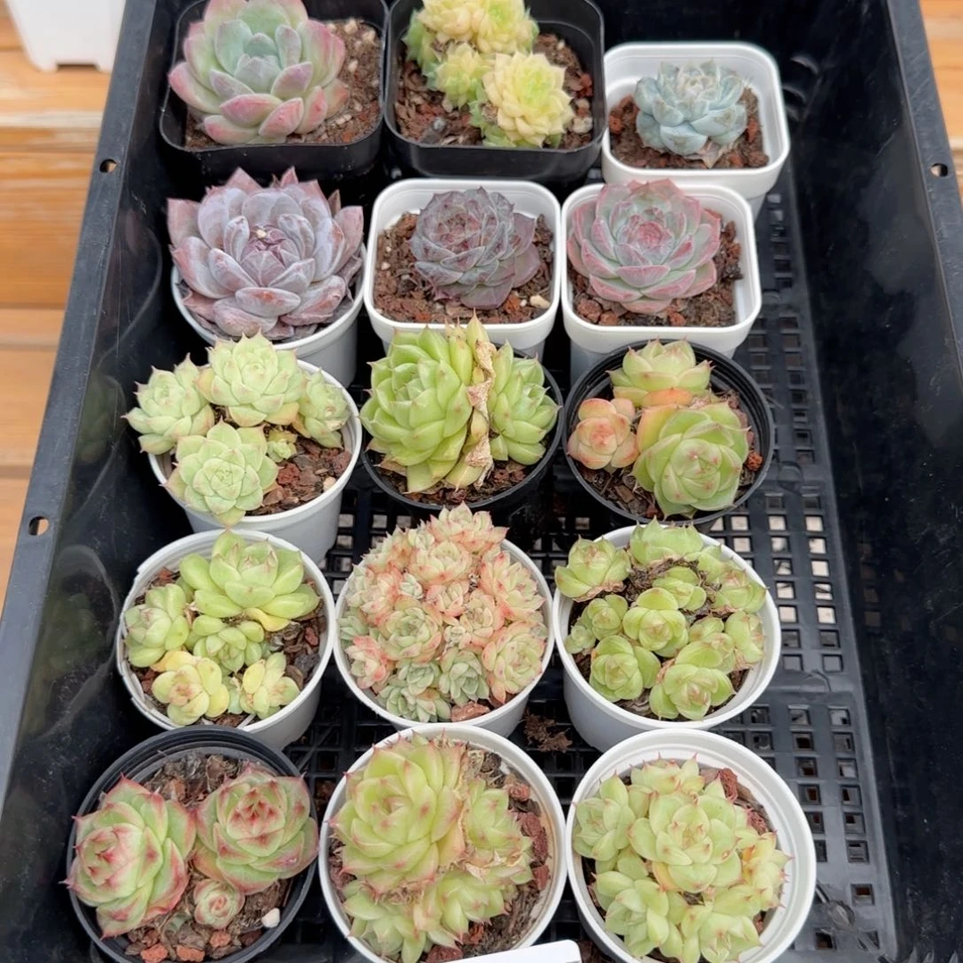 淡***笑框拍框拍1020-62