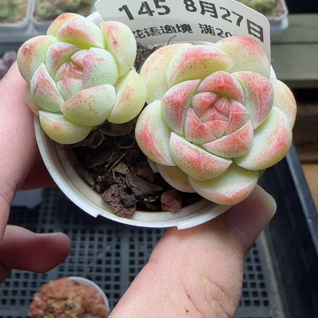 HY0827-145白桃汽水