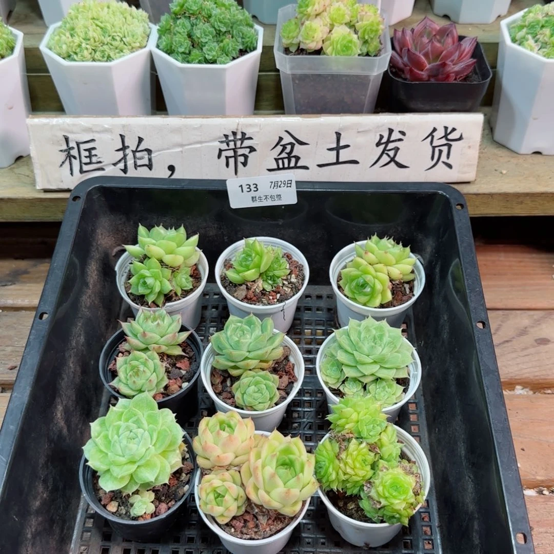 福利组合0729- 133