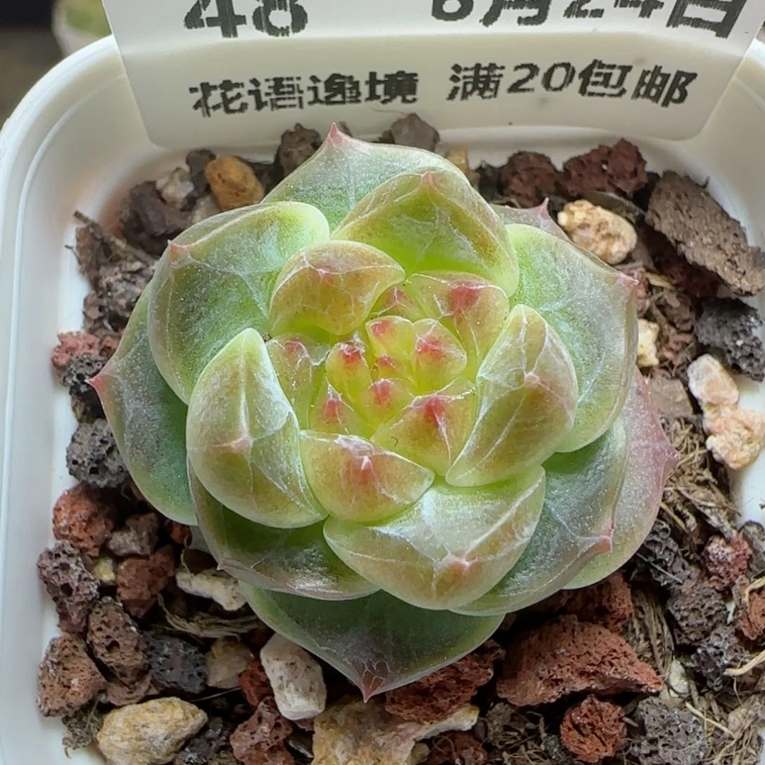 HY0824-48秘境冰魄