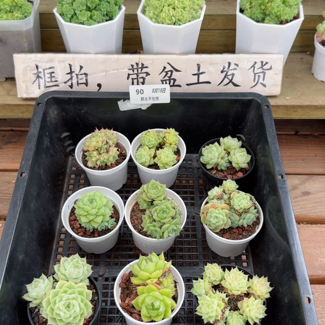 框拍框拍0818-90