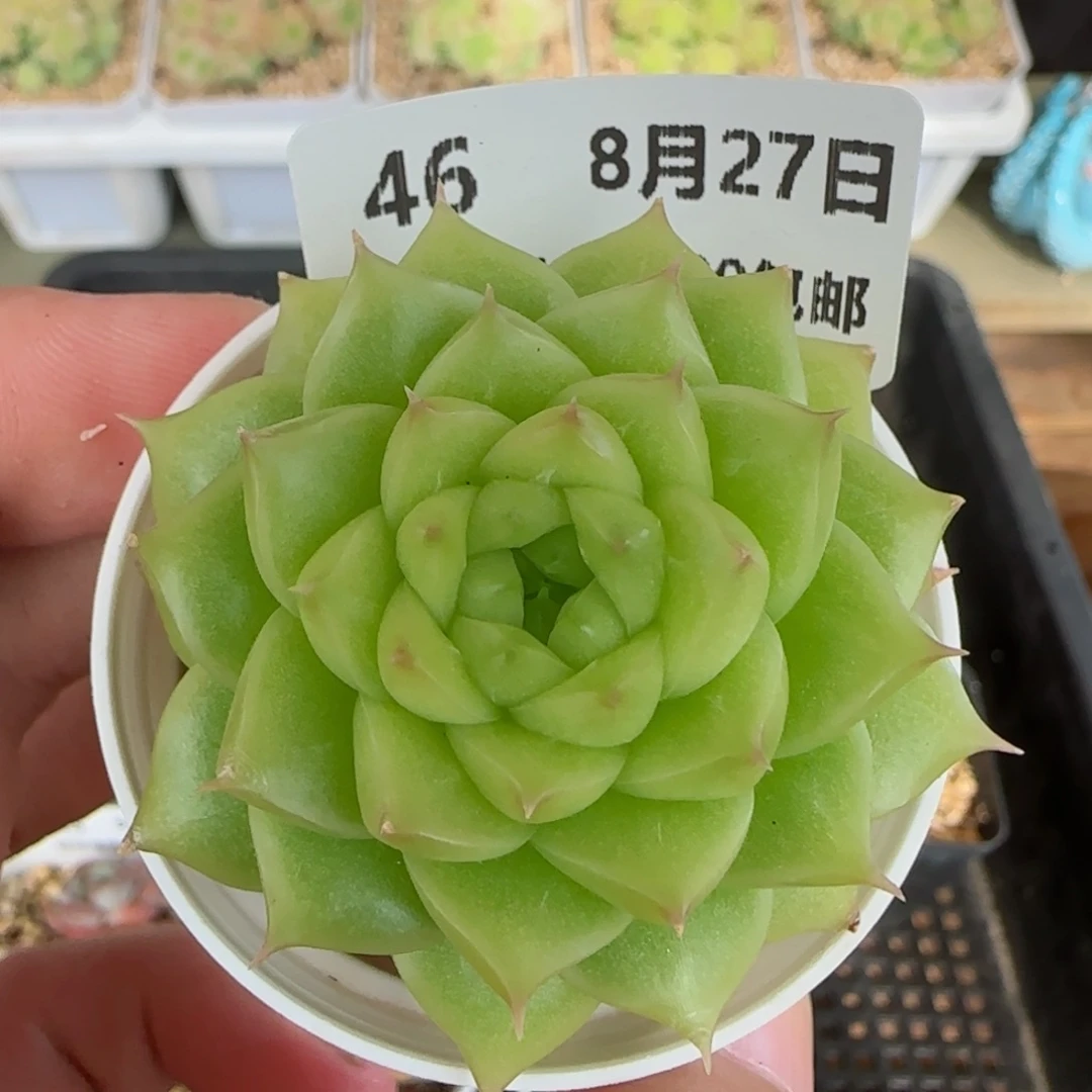 HY0827-46精品麦秆