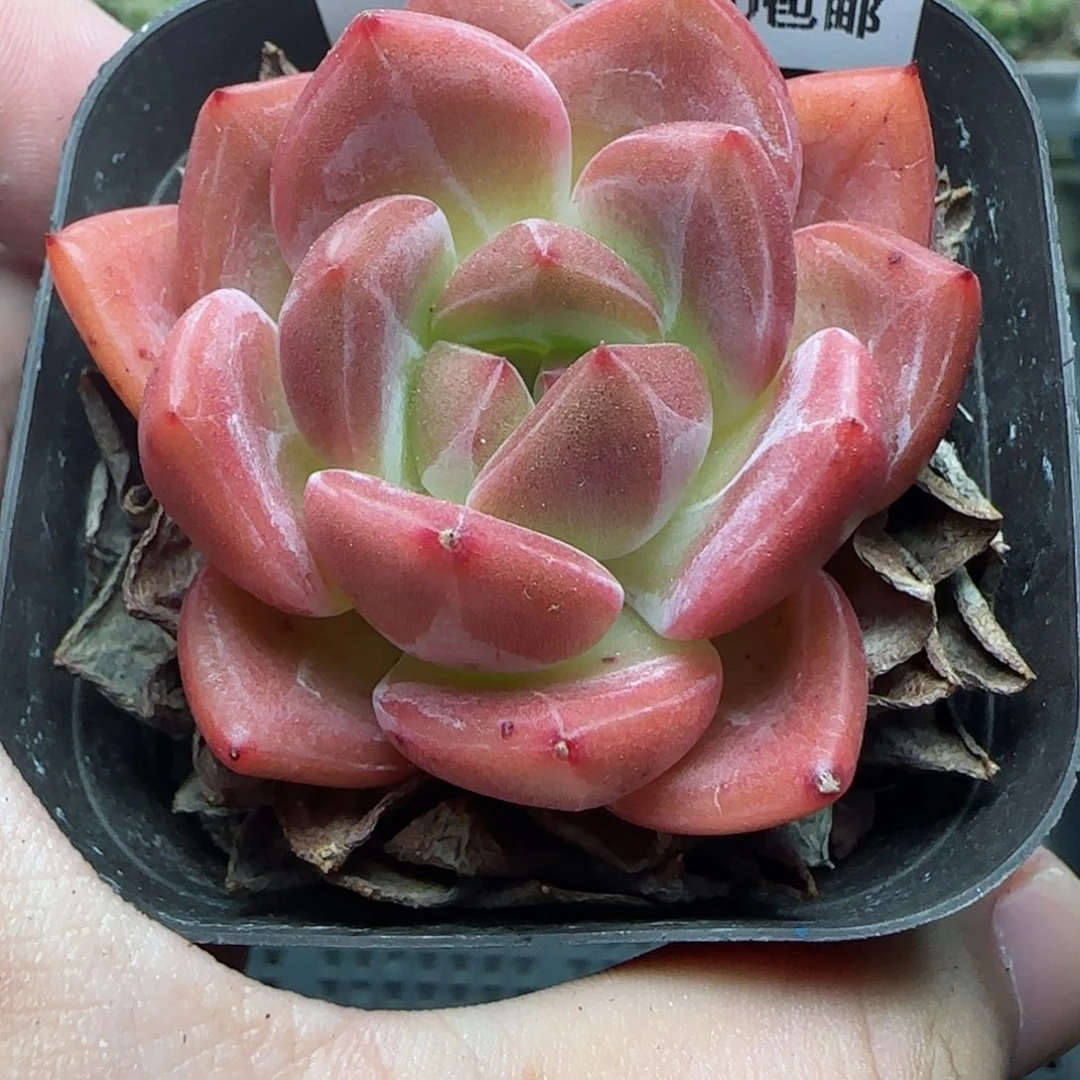 HY0827-97酒红香槟