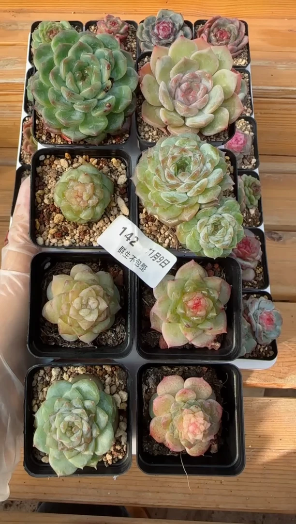 【闪购商品】1109-142