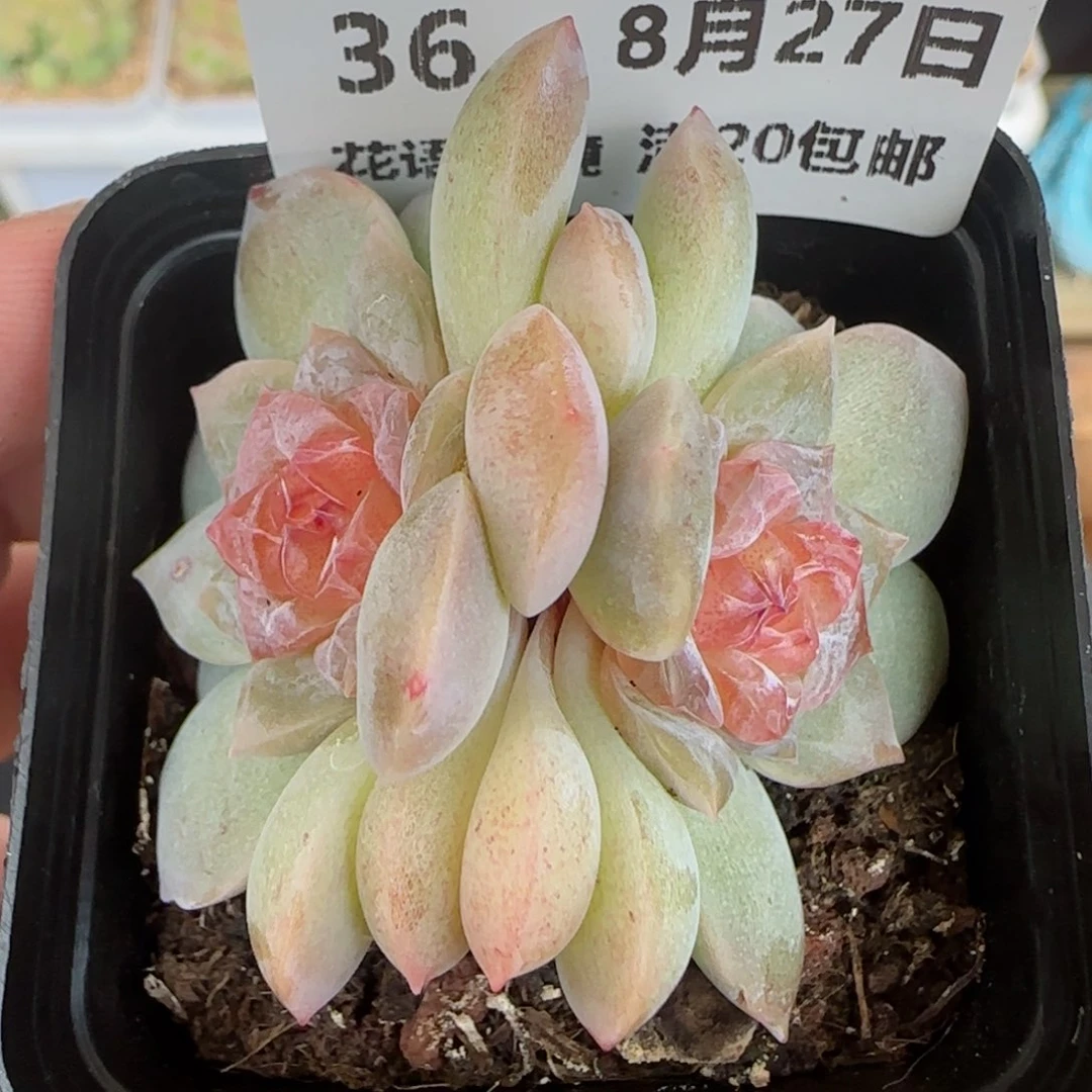 HY0827-36珍妮糖心