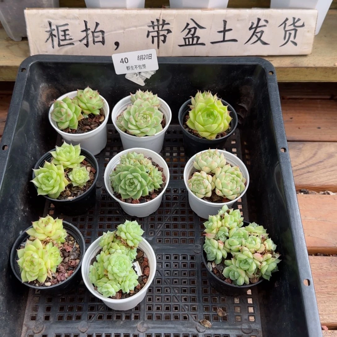 框拍框拍0820-40