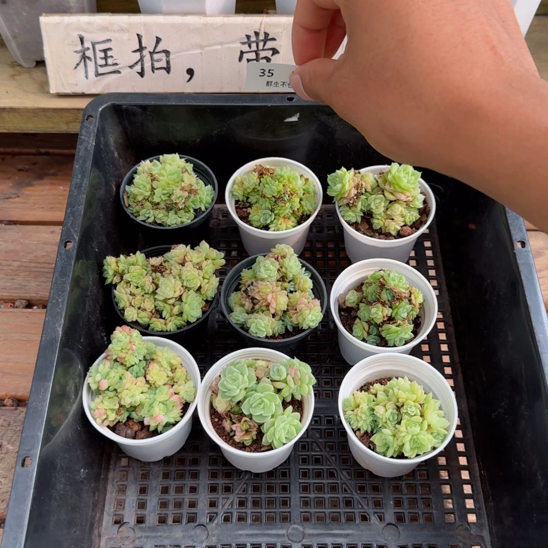 框拍框拍0820-35