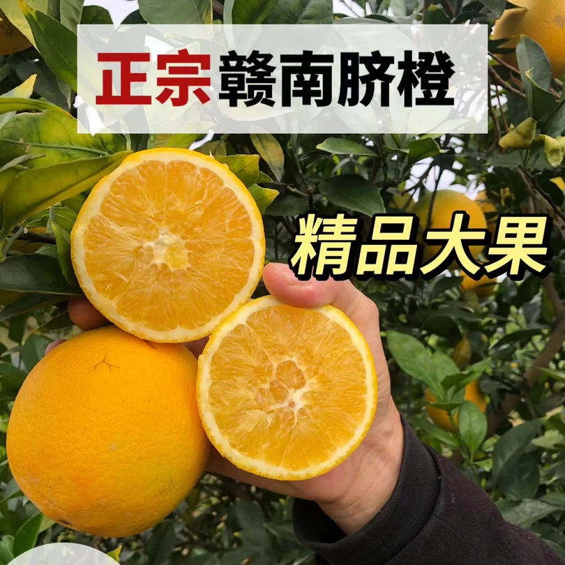 赣南脐橙果园直发江西脐橙赣南新鲜天然香甜爆汁脆嫩橙味采摘