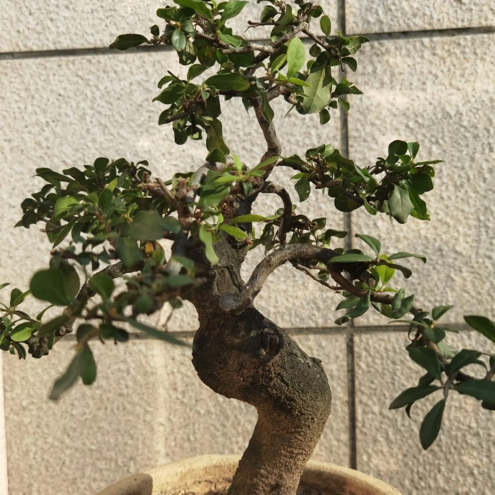 金弹子 瓶兰花 小精品