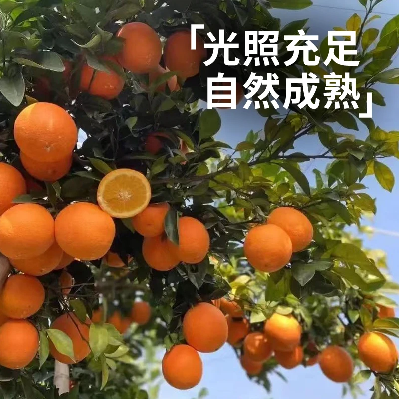 赣南脐橙正宗5斤精品果速发果园核心产区直供现货阳光新鲜优选