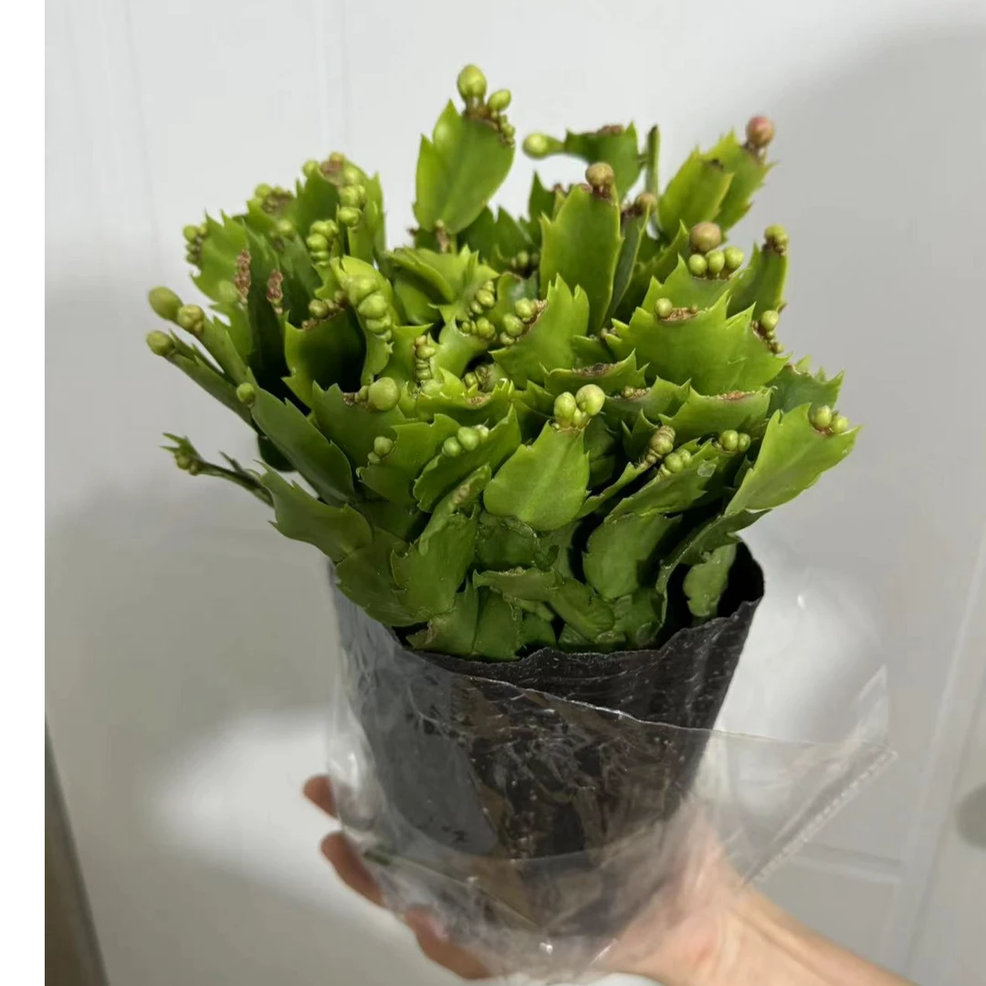 蟹爪兰室内外室内外好养绿植盆景盆栽【大熊推荐好物】