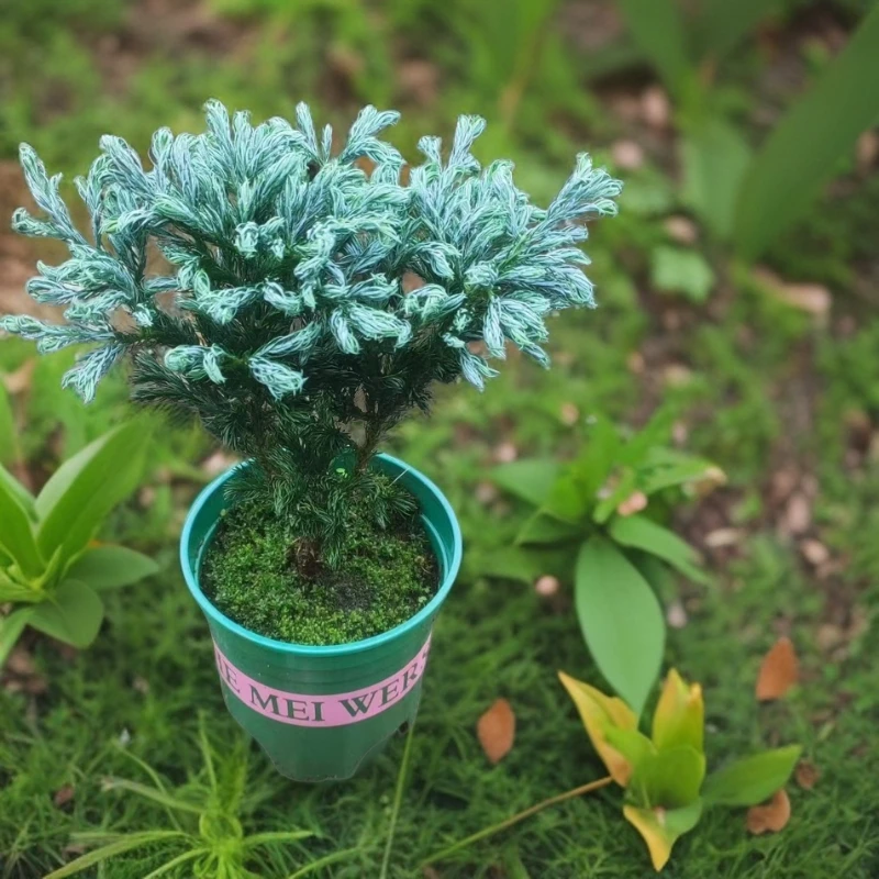 蓝松—蓝色波尔瓦室内室外好养绿植盆栽【大熊推荐好物】