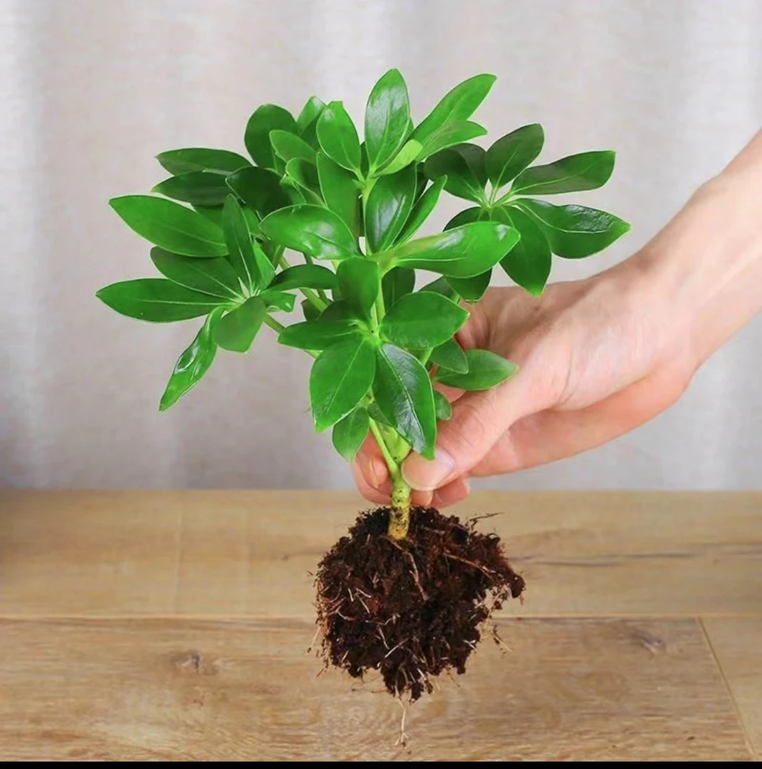鸭脚木水培土养室内办公桌鸭掌绿植花卉八方来财树【大熊推荐好物】