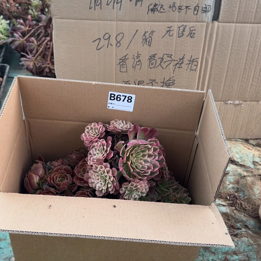 678 多肉法师 万圣节 荷兰玫瑰