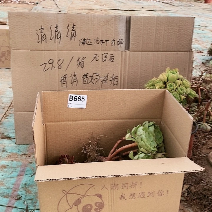 665 粉女巫美杜莎多肉