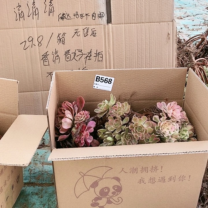 568 粉女巫美杜莎多肉