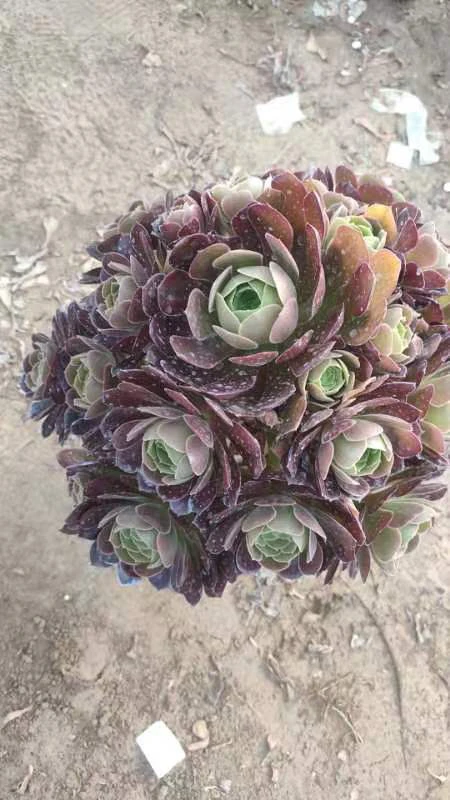 多肉法师 链接 价格