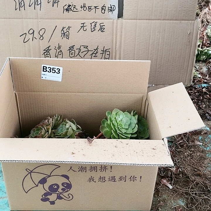 353 粉女巫美杜莎多肉