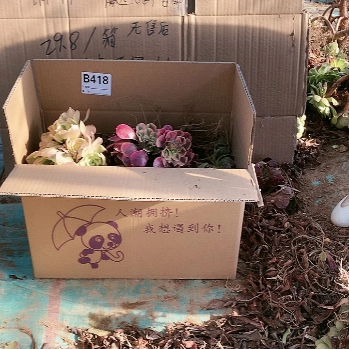 418 粉女巫美杜莎多肉