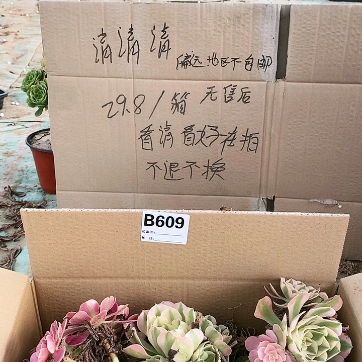 609万圣节荷兰玫瑰多肉