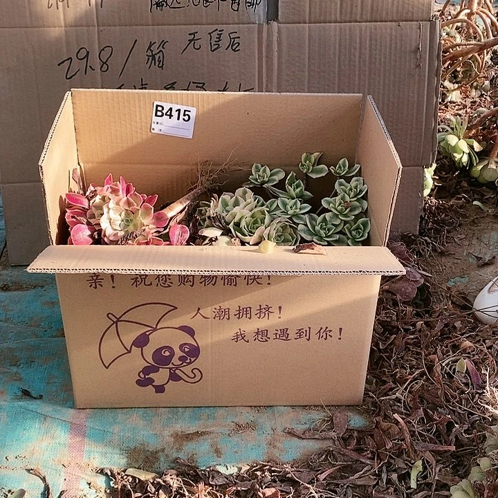 415 粉女巫美杜莎多肉