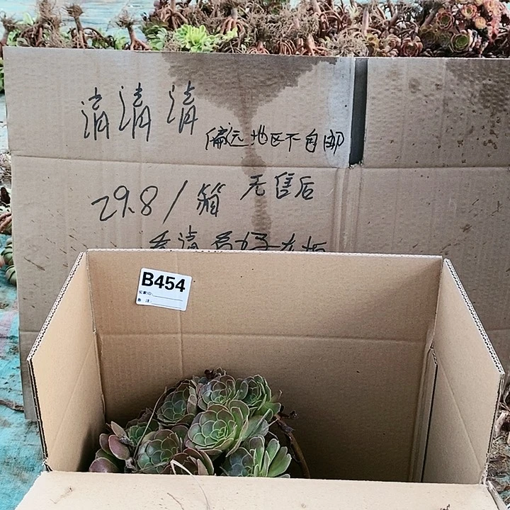 454 粉女巫美杜莎多肉