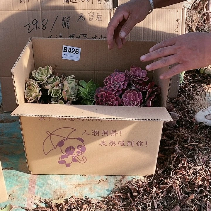 426 粉女巫美杜莎多肉