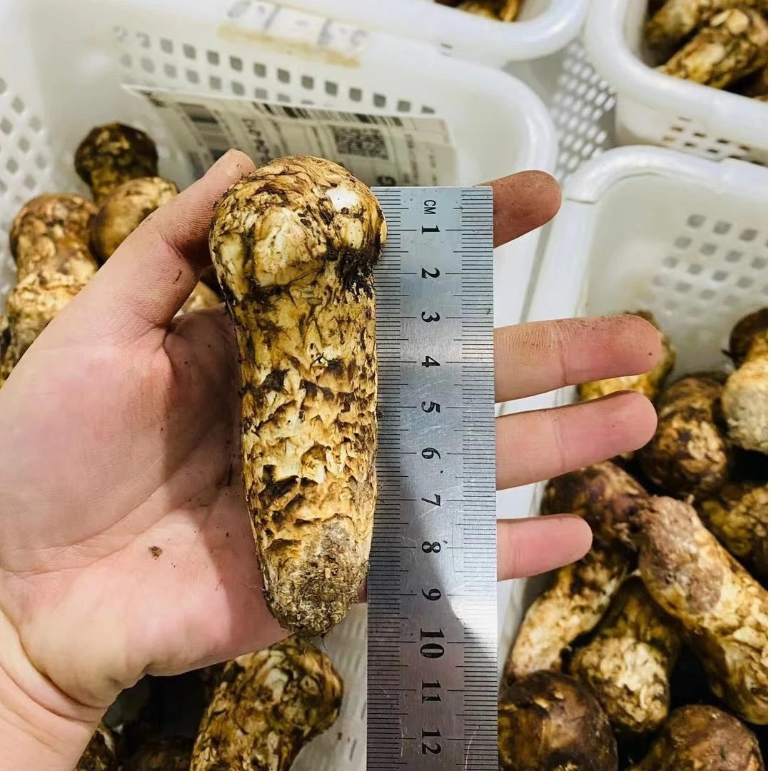 香格里拉新鲜松茸当天采摘顺丰包邮全程冷链运输500克可刺生