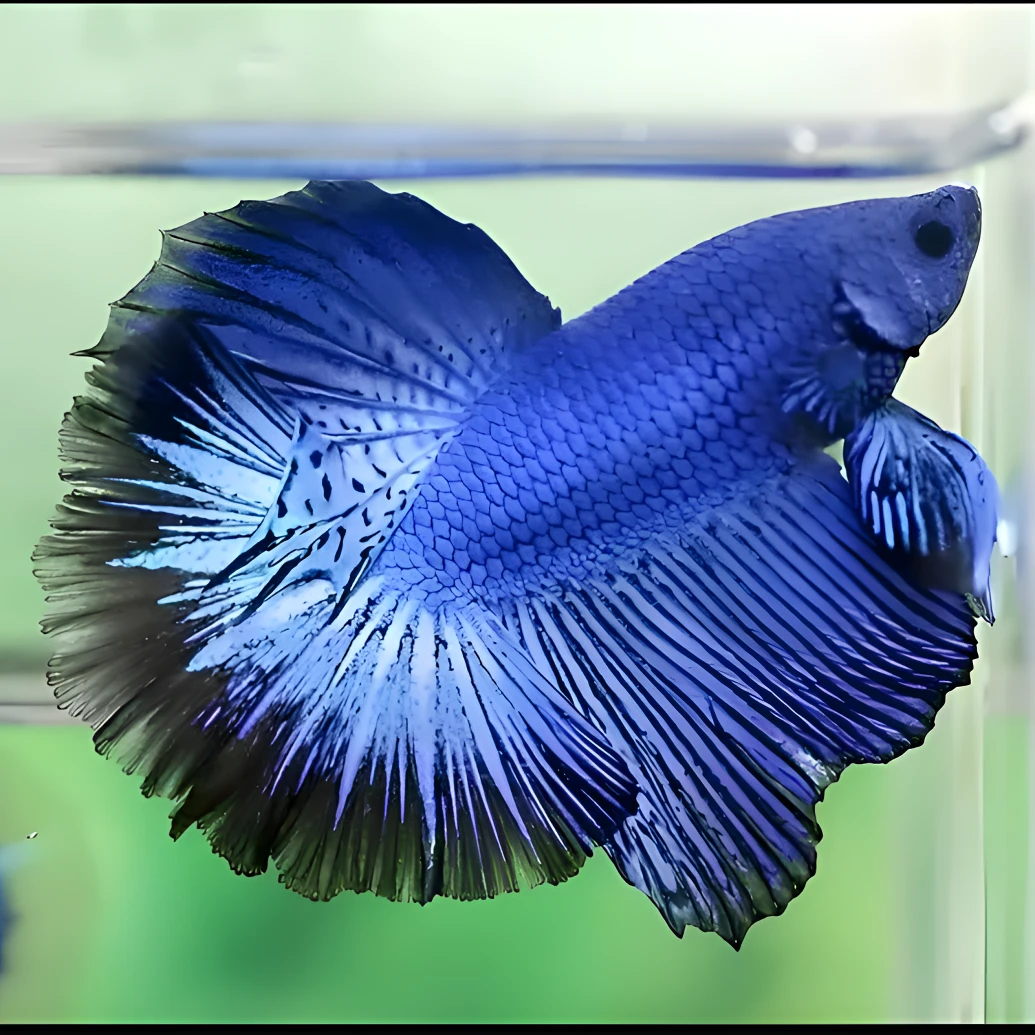 A13（289-312）泰国斗鱼小型热带观赏鱼（直播间选鱼）