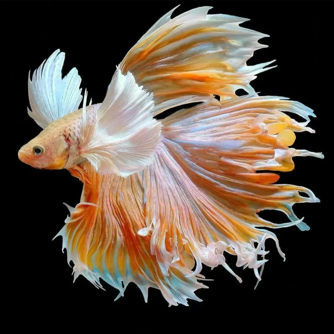 F4（73-96）泰国小型热带斗鱼（直播间选鱼）