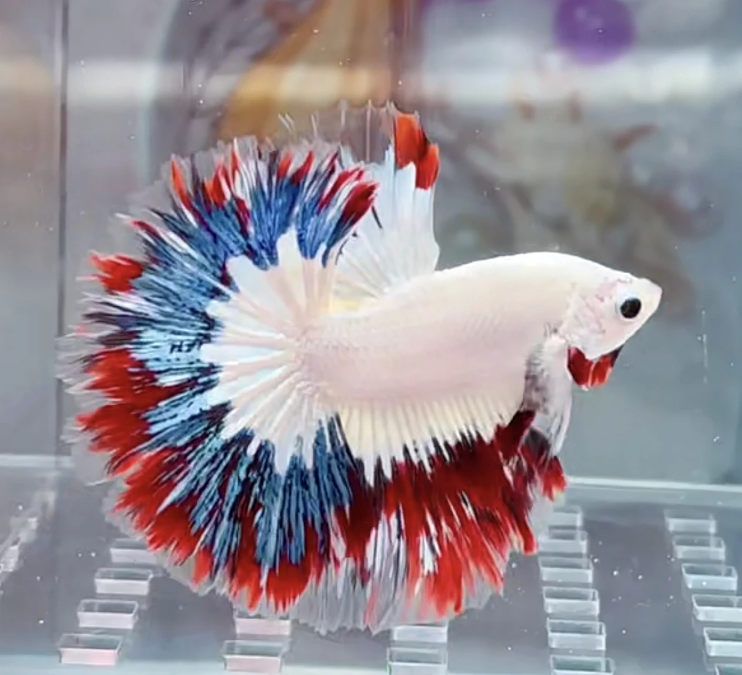 C12（265-288）泰国小型斗鱼热带观赏鱼（直播间选鱼）