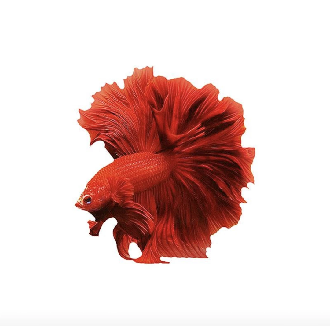 H5（97-120）泰国小型热带观赏斗鱼