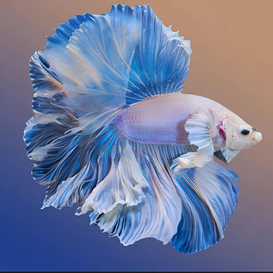 B1（1-24）泰国小型热带斗鱼（直播间选鱼）