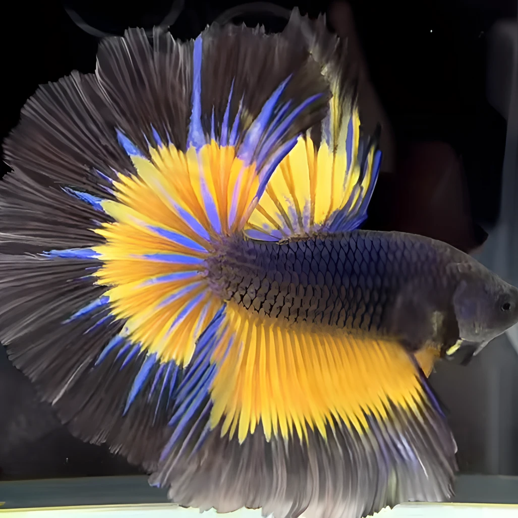 B2（25-48）泰国小型热带斗鱼（直播间选鱼）