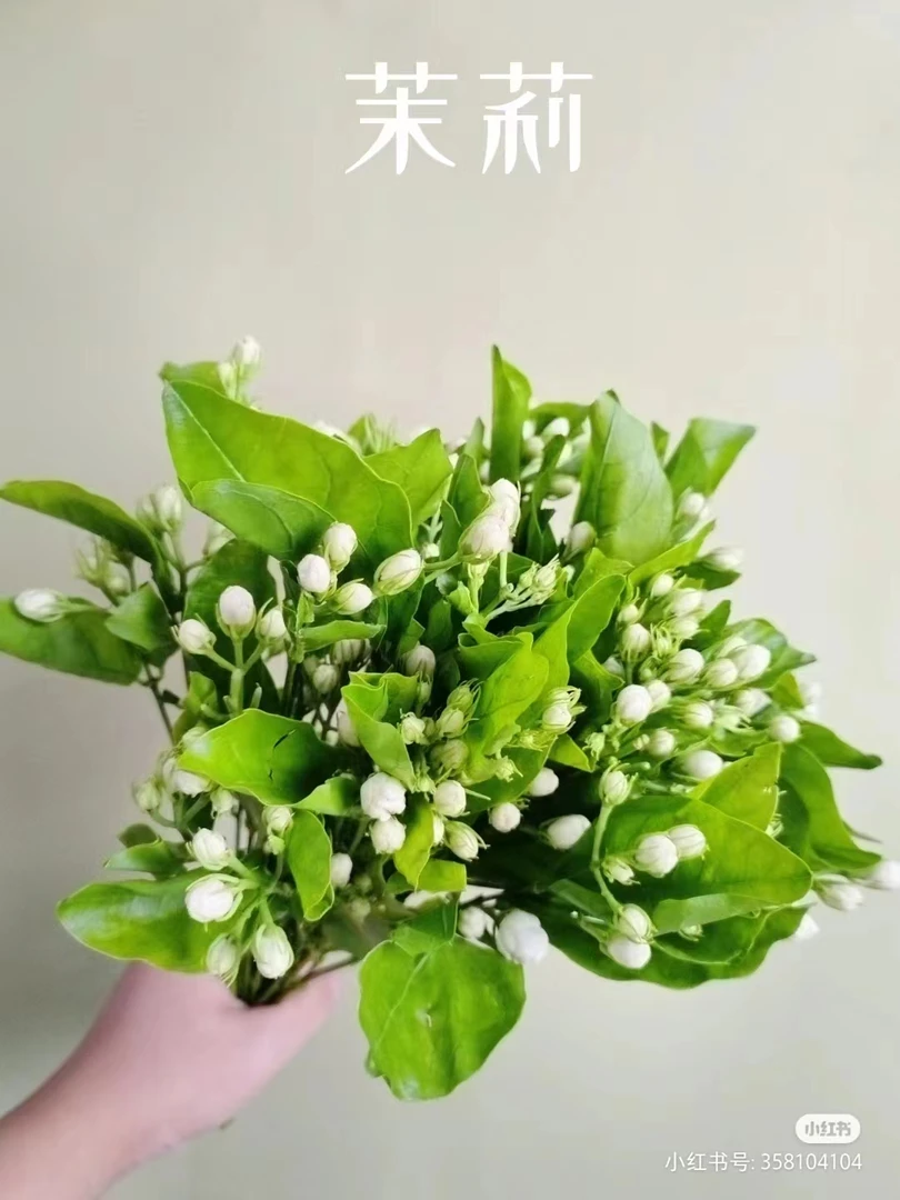【茉莉】送君茉莉愿君莫离鲜花损耗10%不售后