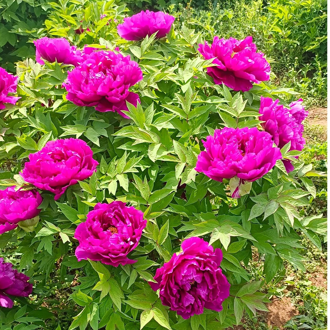 岛大臣 牡丹花苗 正宗洛阳观赏牡丹 洛阳牡丹基地直供