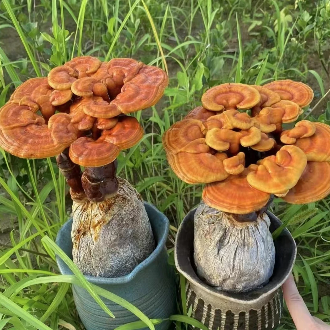 观赏㚑芝盆景盆栽活体菌包椴木赤㚑芝办公室招财创意盆栽发货送礼