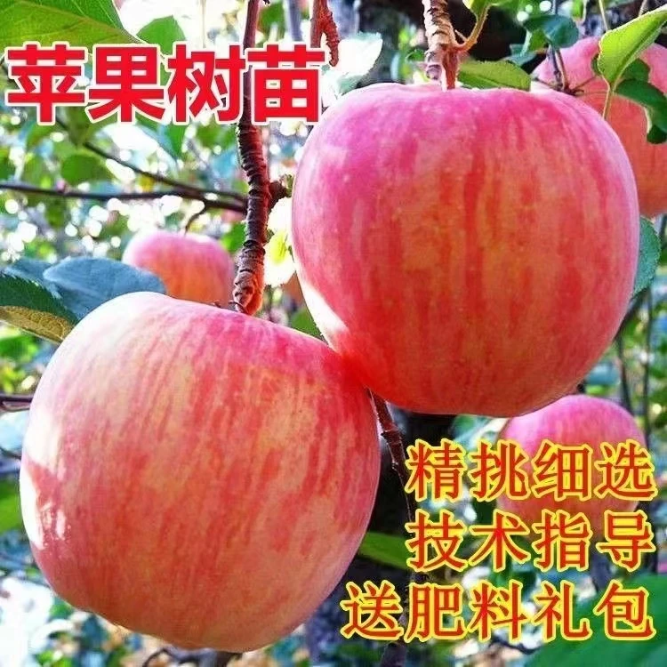 嫁接苹果树苗新品种特大早熟黄金苹果树苗耐寒水果苗种植当年结果