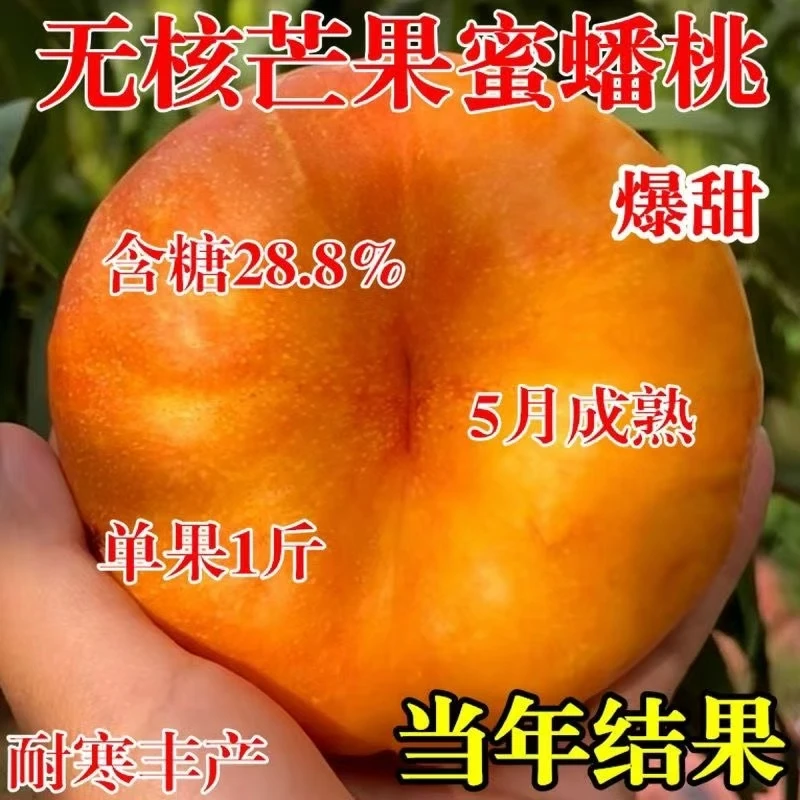 嫁接桃树苗早熟特大新品种油蟠桃树苗南北方种植盆栽地栽当年结果