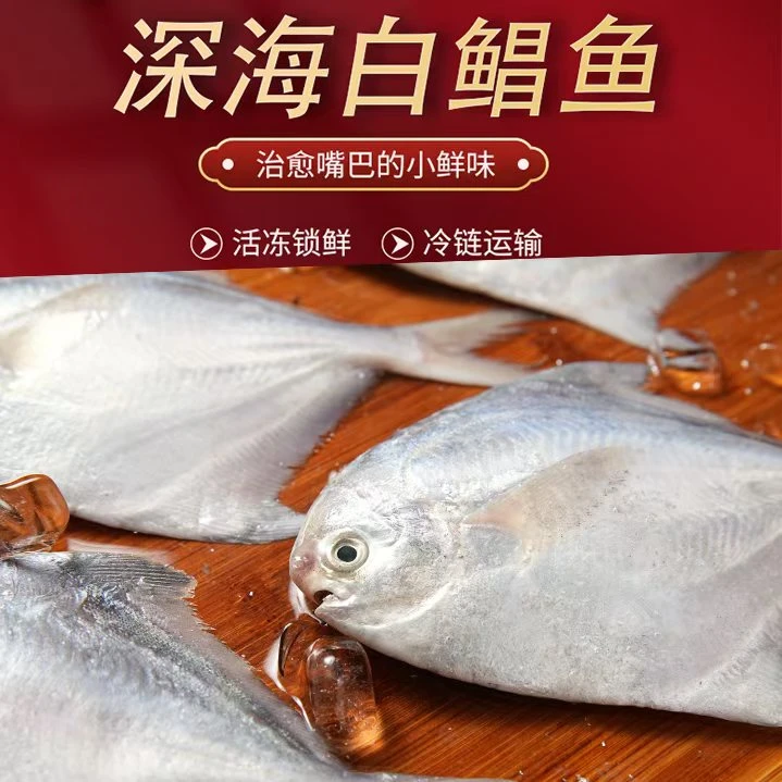 【顺丰发货】汕尾本港野生小船捕捞 白鲳鱼