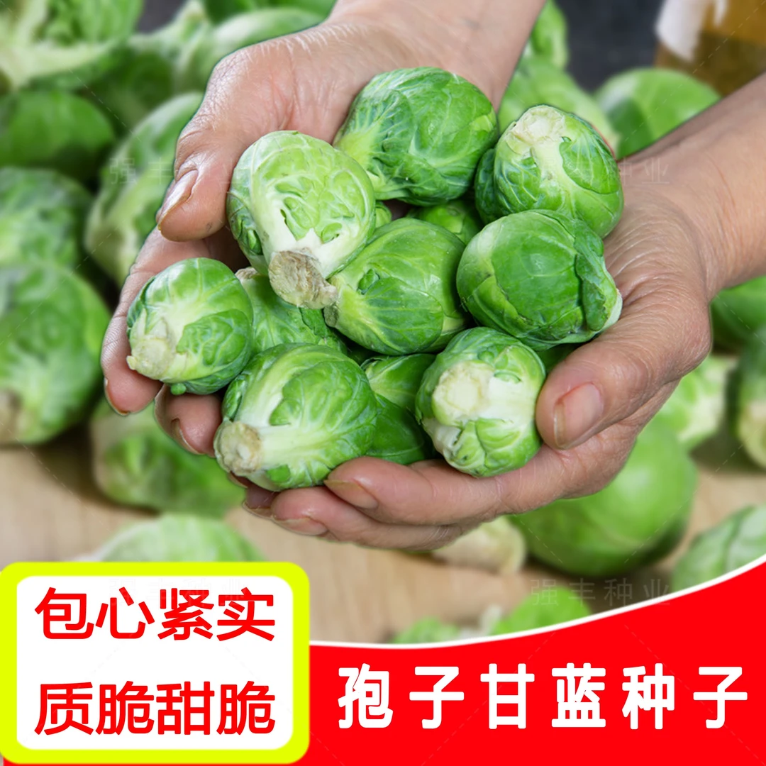 (新客立减)抱子甘蓝种子孢子甘蓝苗蔬菜种籽小包菜卷心菜包心菜孑