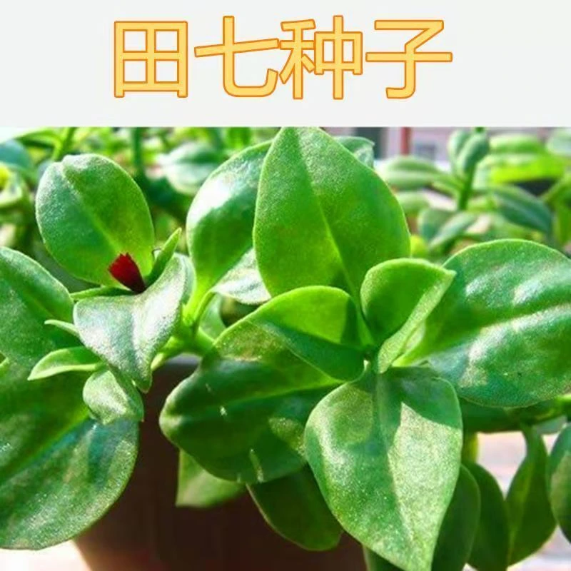 (新客立减)食用田七种子菜特菜种子观赏食用阳台盆栽庭院抗病性强