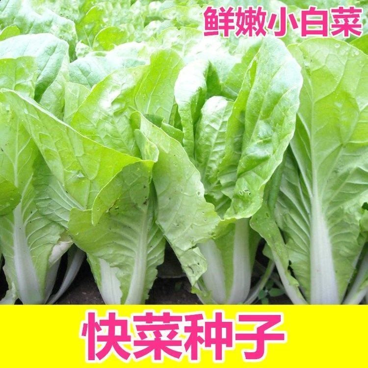 （新客立减）奶油小白菜种子四季蔬菜种子早熟小青菜阳台盆栽耐热