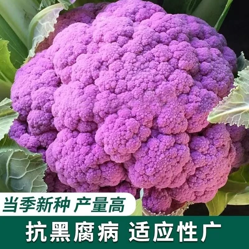 (新客立减)好吃紫色西兰花种子花椰菜种子阳台庭院花菜种子蔬菜