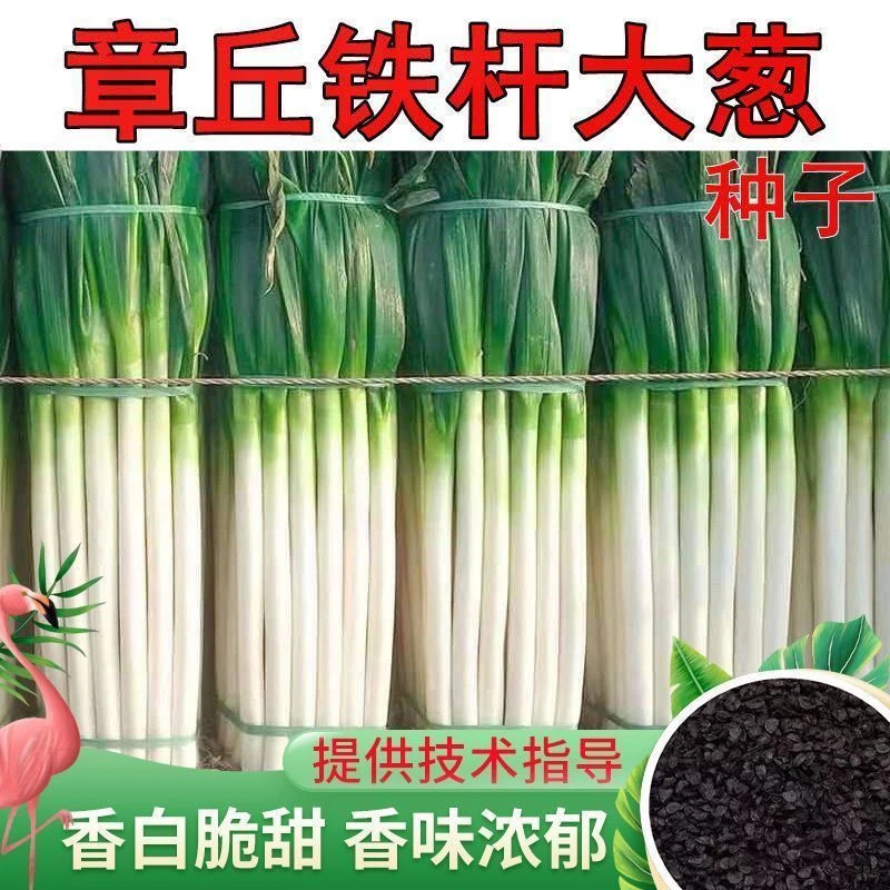 （新客立减）高产山东章丘大葱种子铁杆耐寒耐旱易种种籽山东大葱