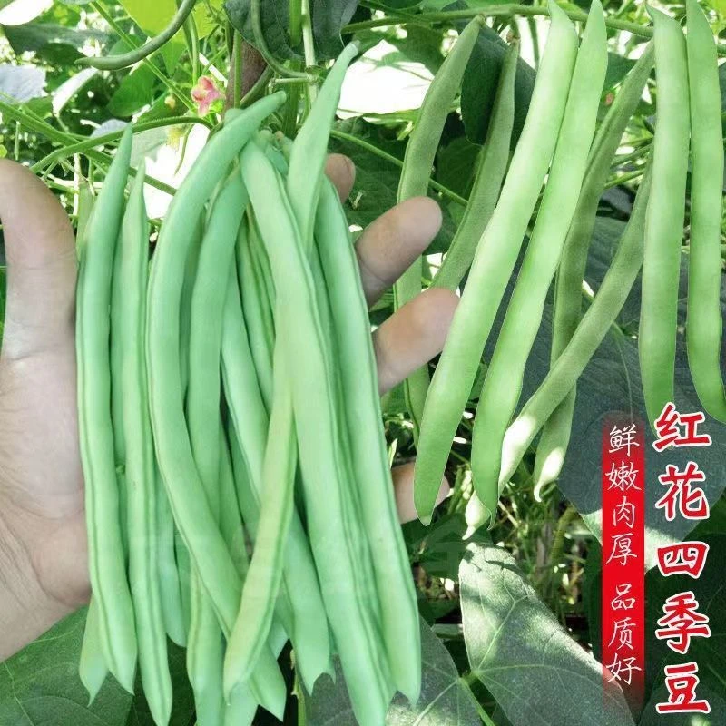 高产早熟有架四季豆种子爬藤庭院四季豆红花四季豆无筋四季豆种子