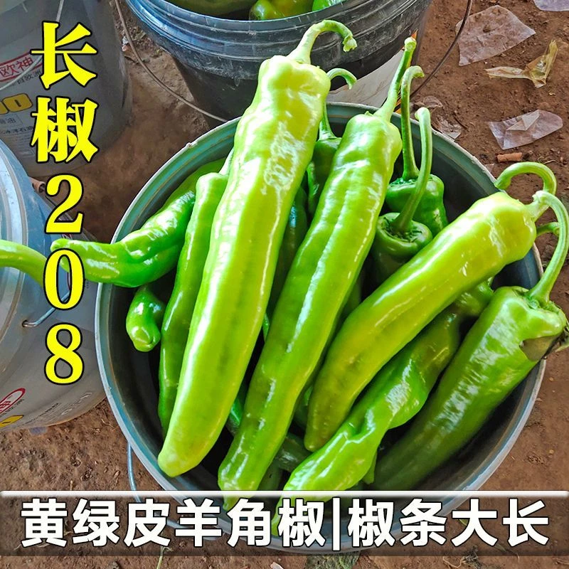 (新客立减)香辣羊角椒种子辣椒种子羊角椒薄皮椒蔬菜种子阳台庭院